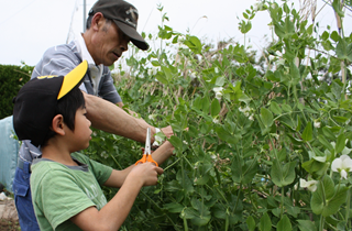 男性が男の子に野菜の収穫の方法を教えている